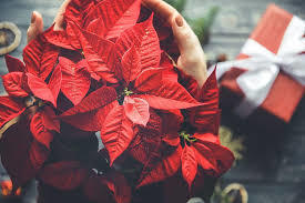 Wreath and Poinsettia Fundraiser